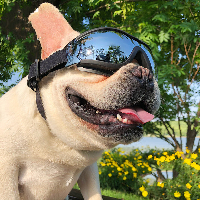 Windproof Pet Sunglasses